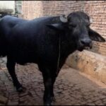 Buffalo stolen in U.P. recovered through Instagram