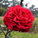 Janeshwar Mishra Park to bloom with India’s largest rose garden